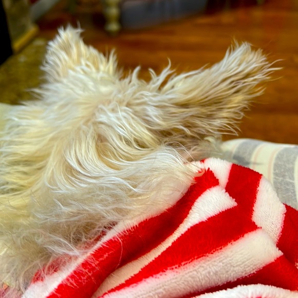 Meet your Posher, Lori - Picture 1 of 2